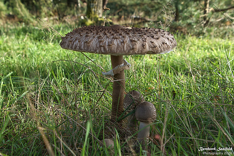 Bernhard Saalfeld - Heide Pilze 2026 (16v16)